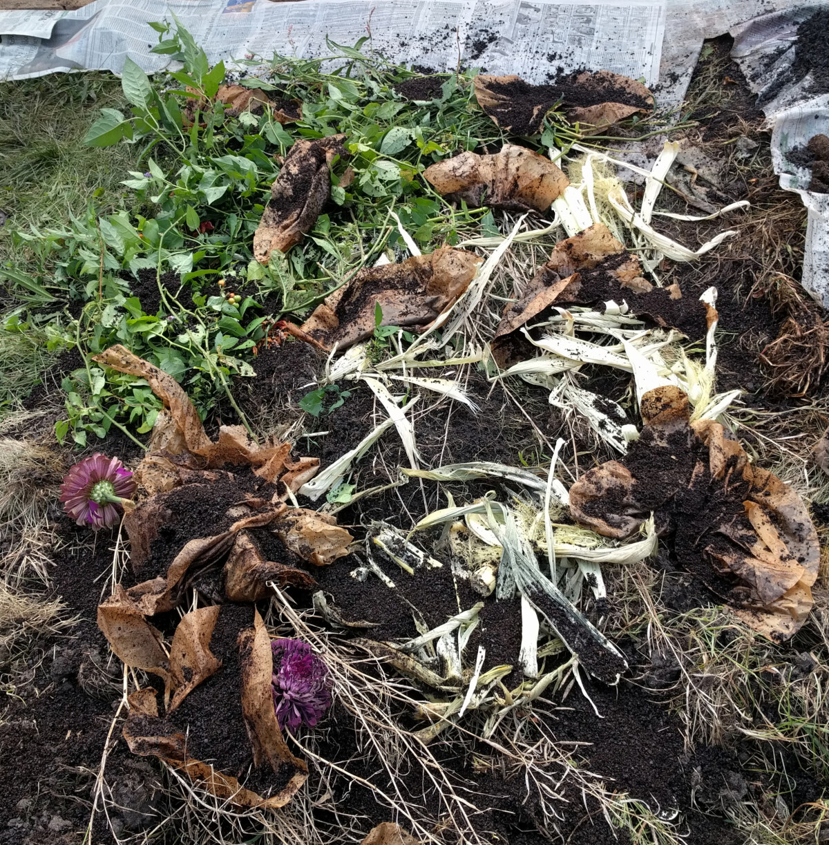 Pile of organic matter scraps ready to be added under the sheet mulch