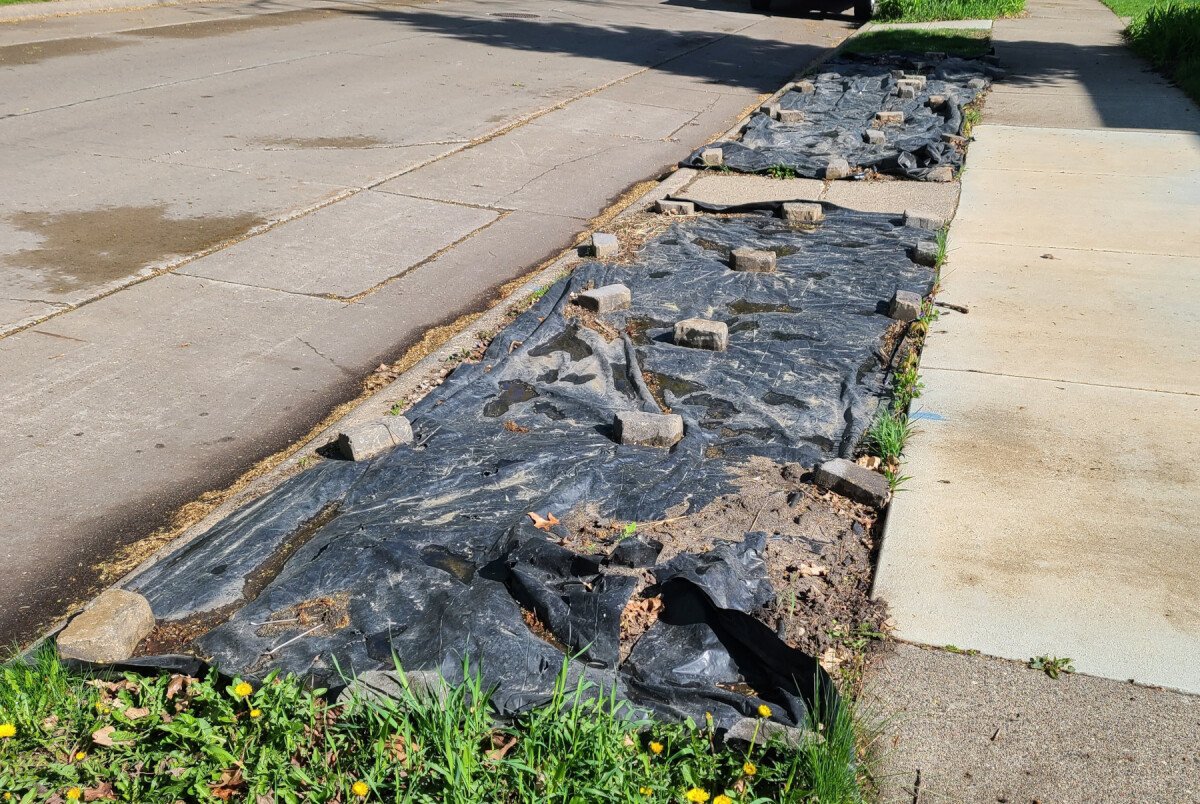 Black plastic sheet staked over grass