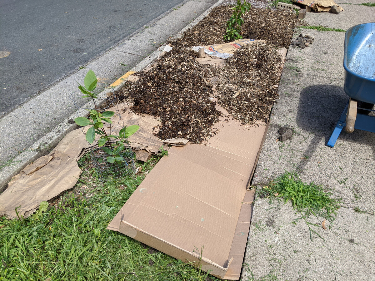 Cardboard on the boulevard grass covered with wood chips