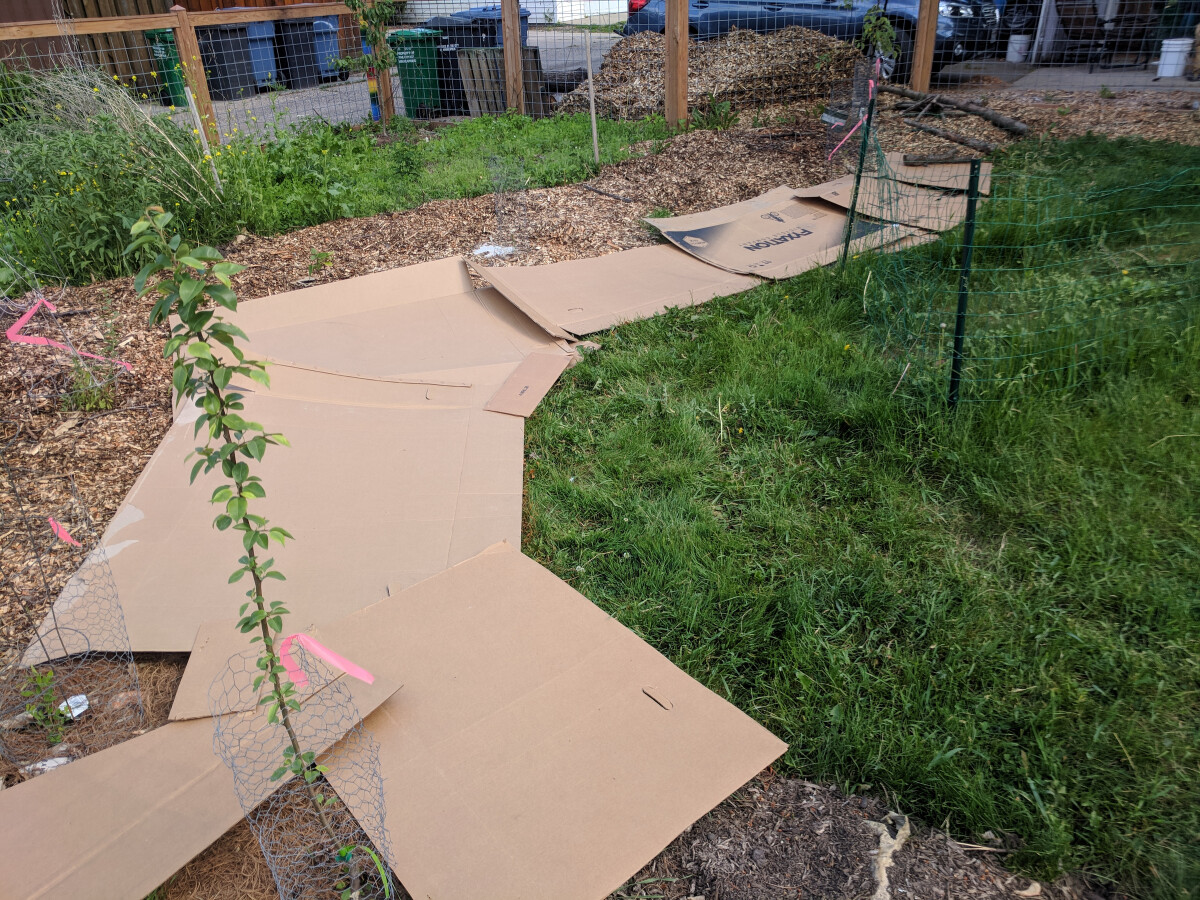 Cardboard on grass in the back yard, waiting to be covered with wood chips