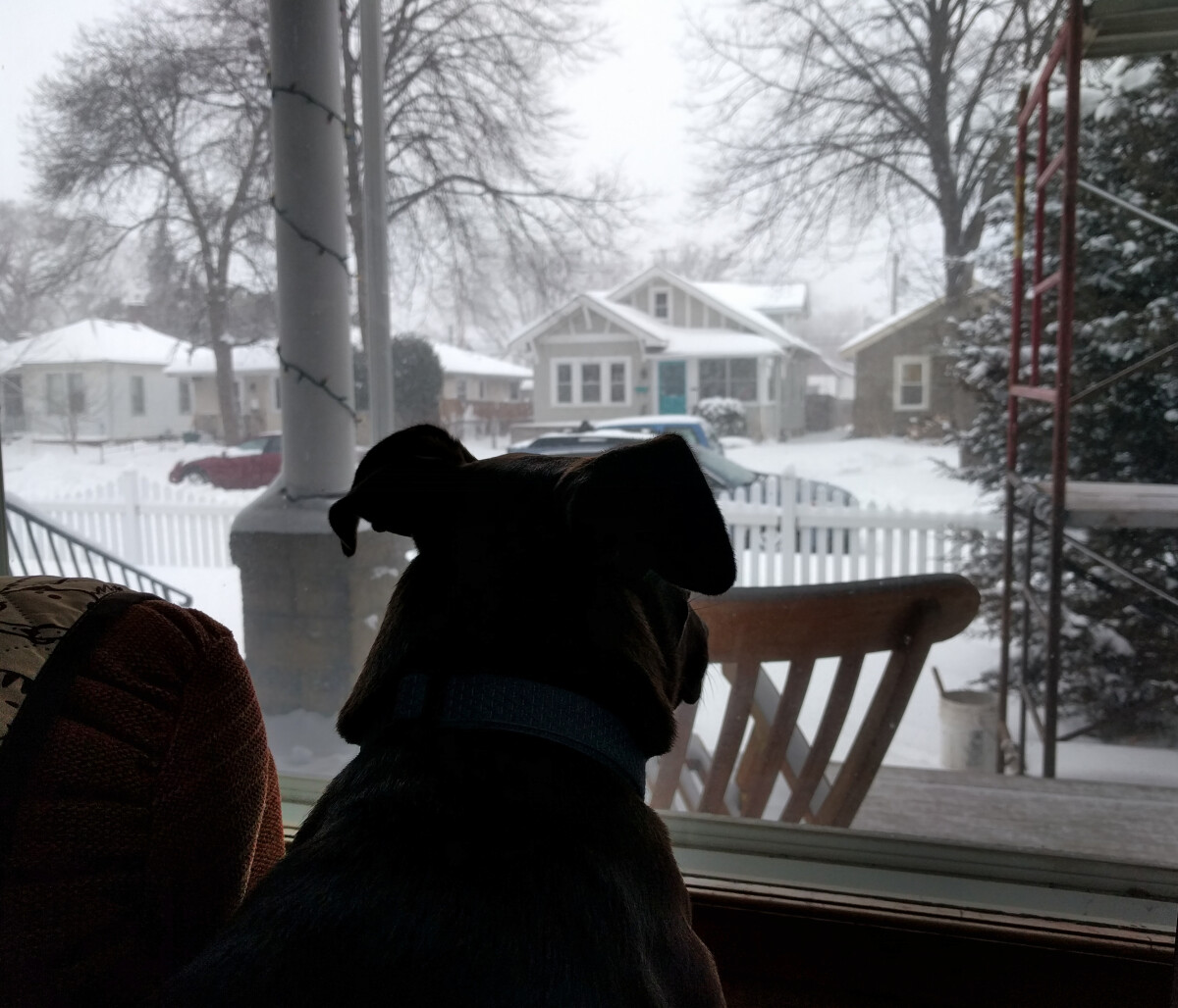 Photo of Rigby the dog watching snow outside the window with construction scaffolding in the background