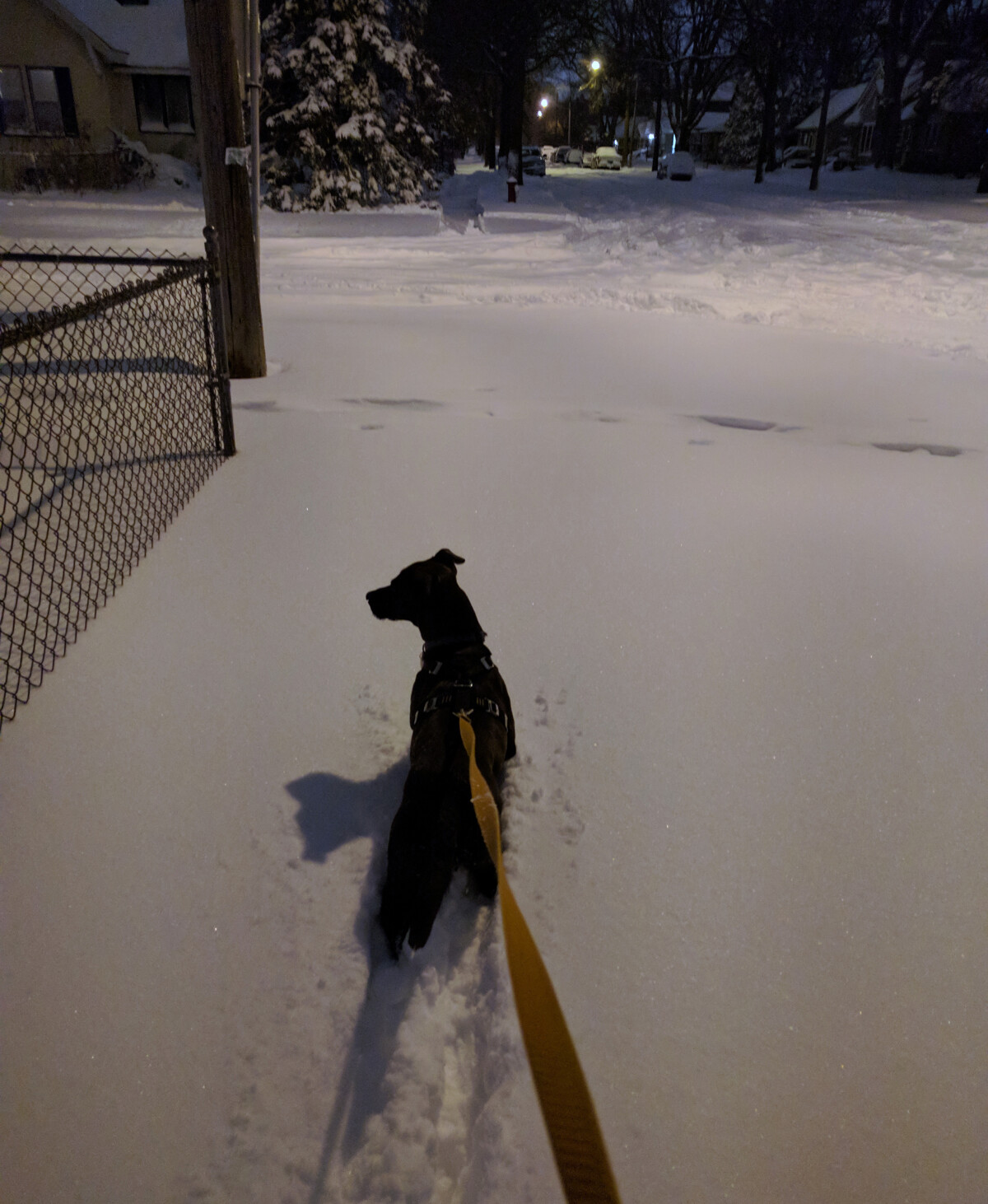 Photo of Rigby the dog in deep snow