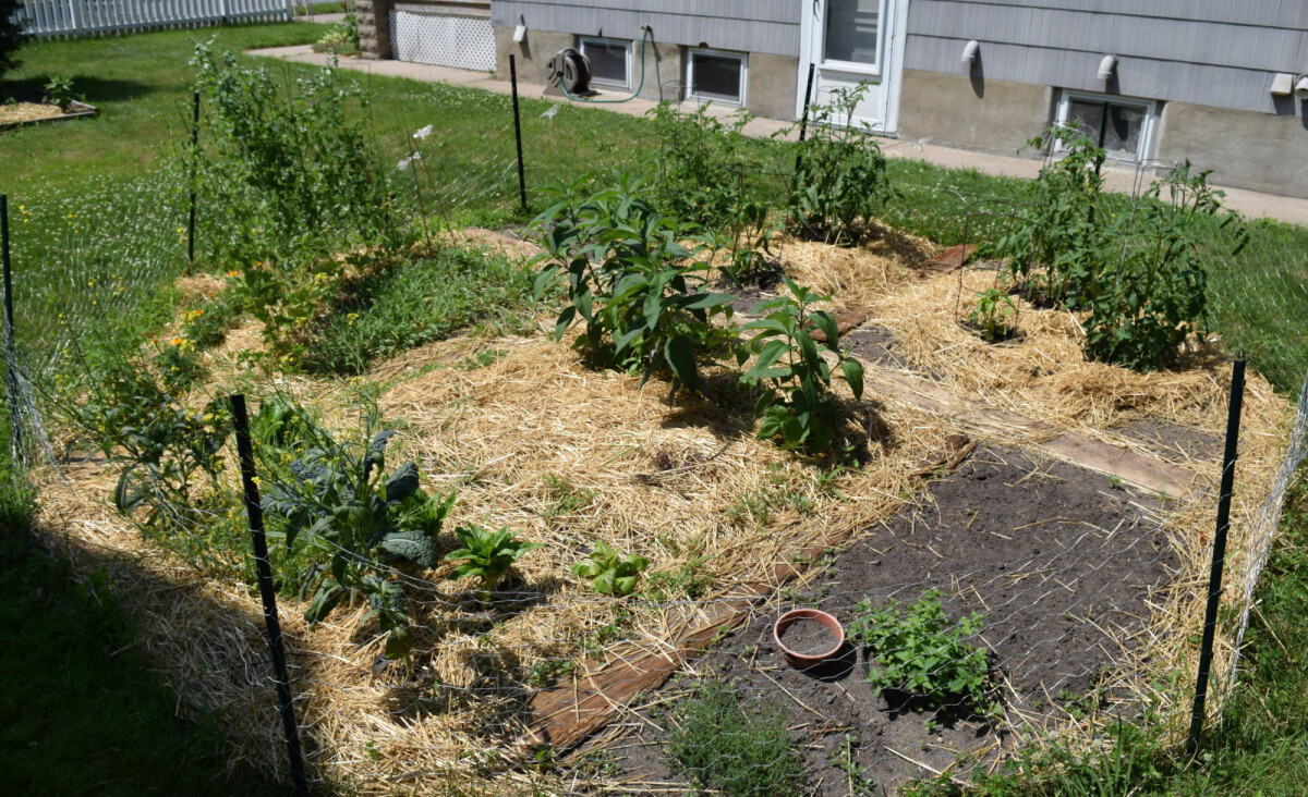 The garden in early July