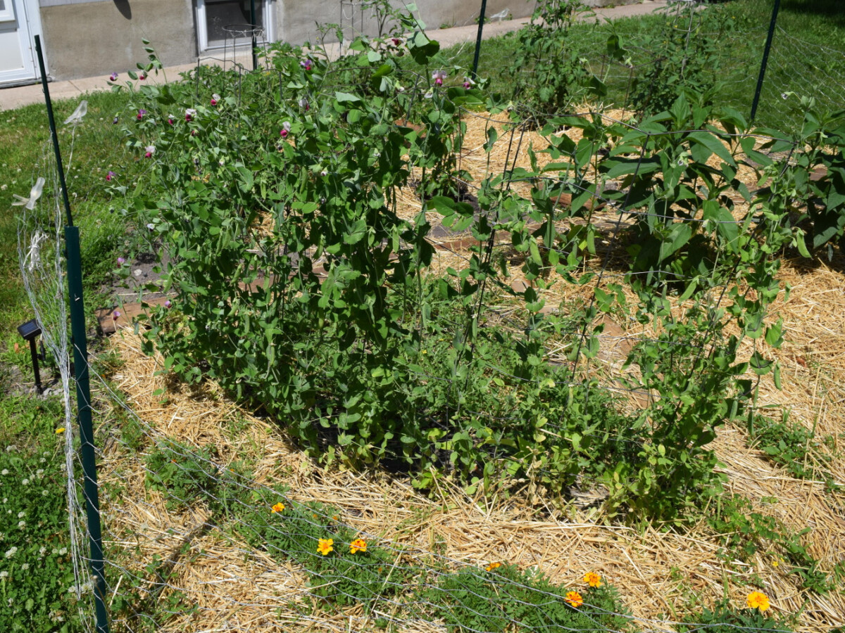 Peas and marigolds in the circle garden