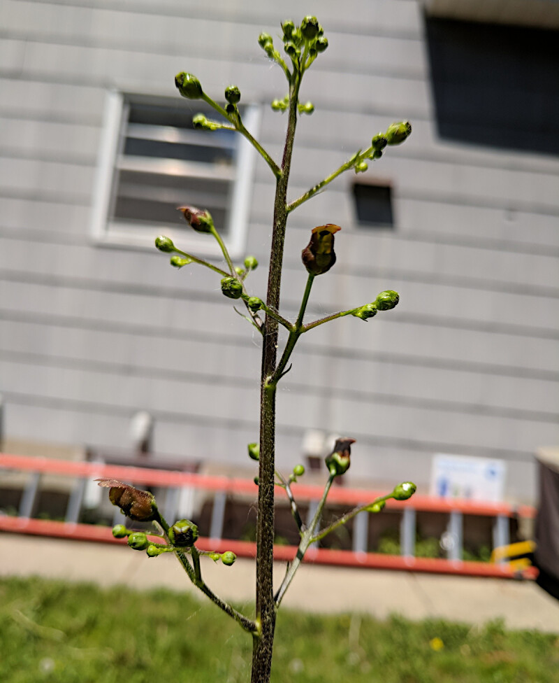 A closeup up figwort flowers