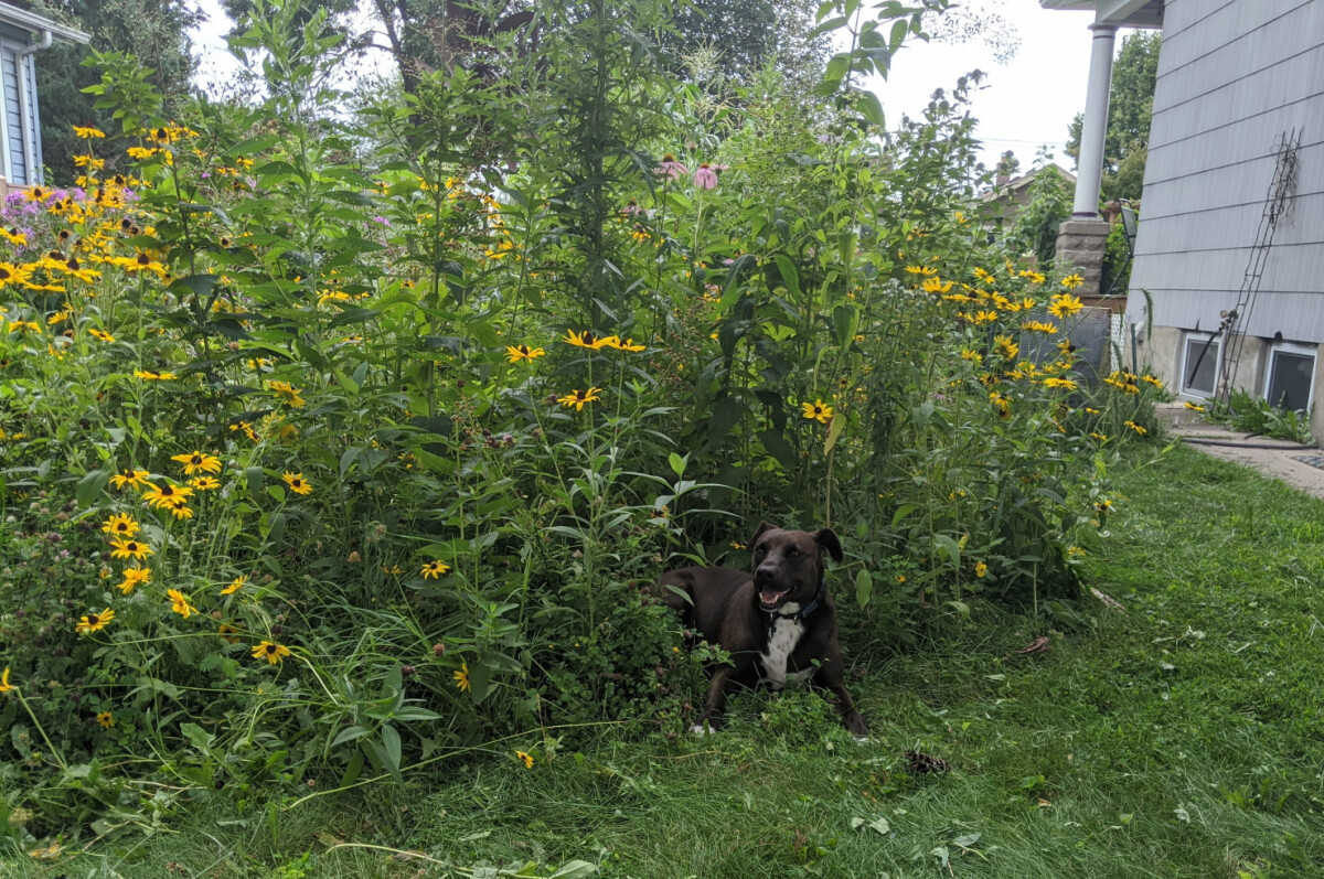 Dog sitting in the prairie garden