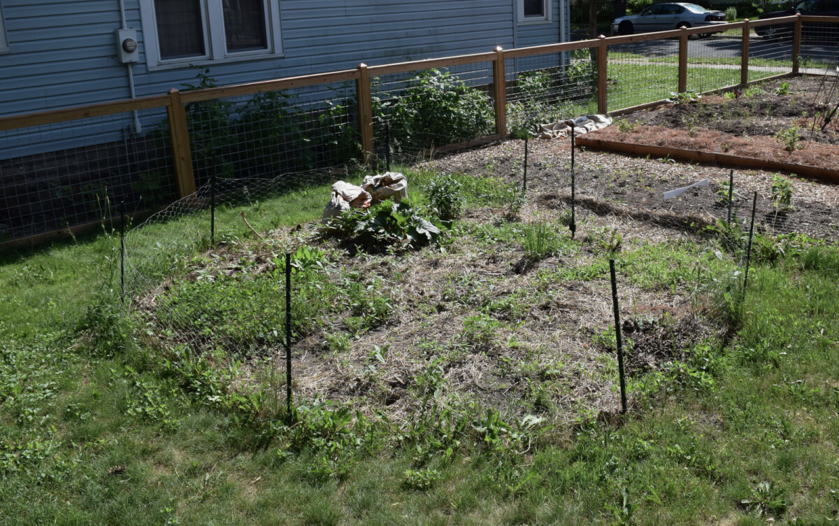 The new prairie garden growing mostly grass and weeds