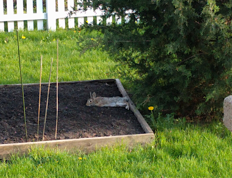 A rabbit lying down in an empty raised bed