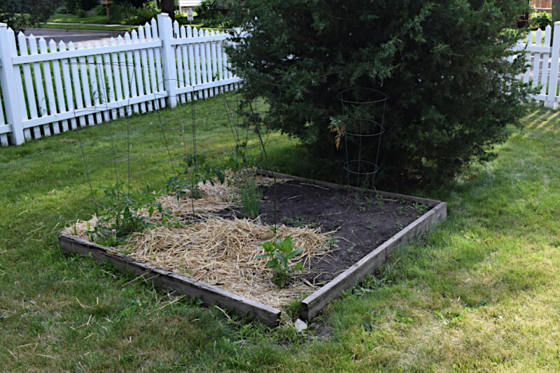 The raised bed in late June