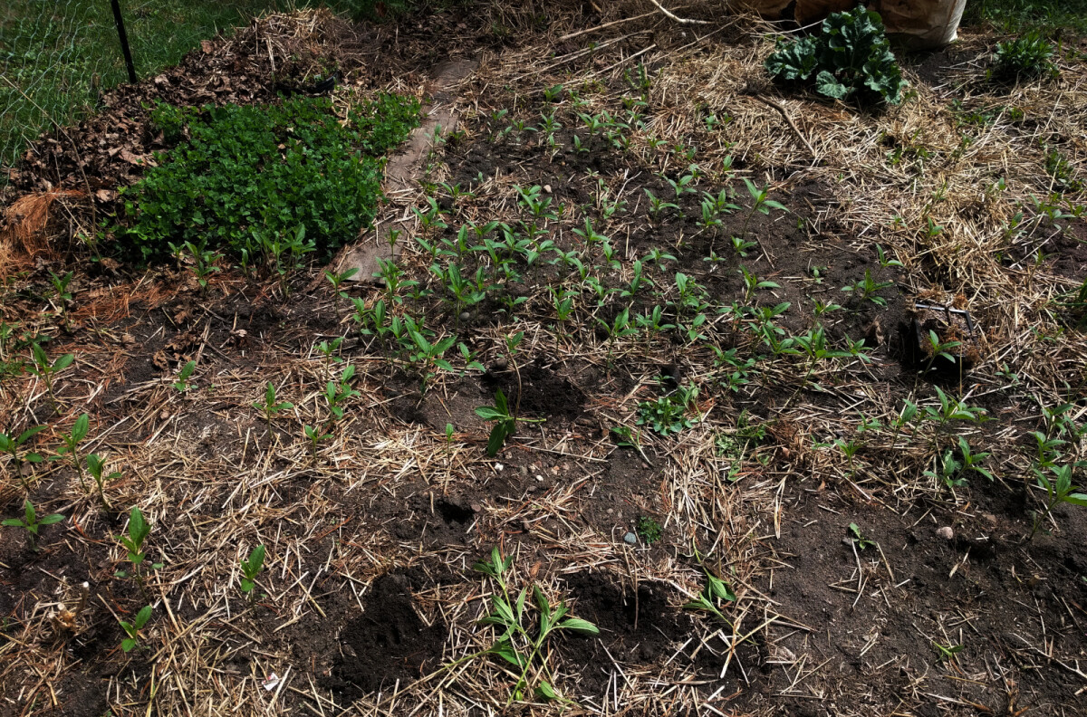 Volunteer sunchokes all over the garden