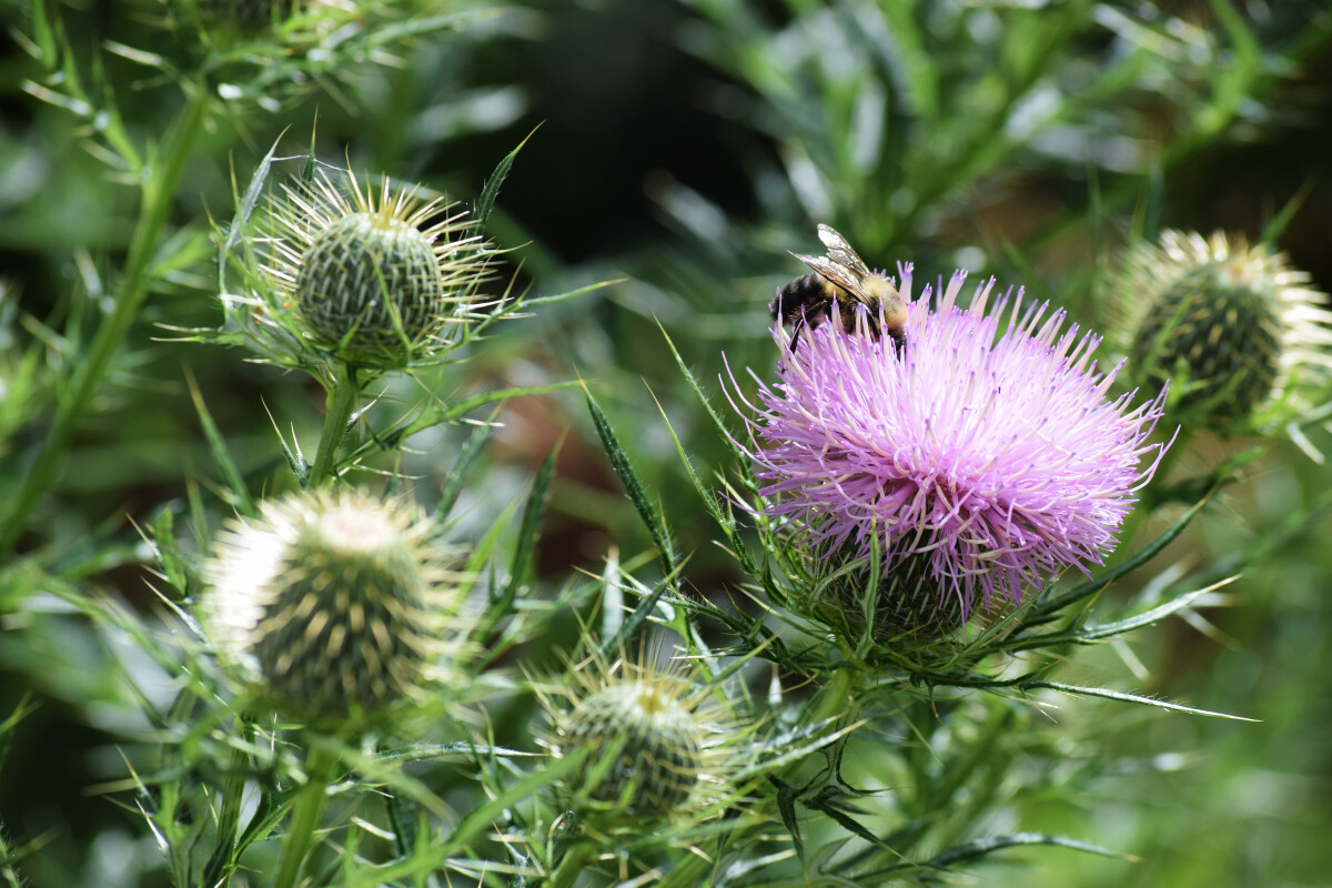 A bumblebee on a thistle blossom
