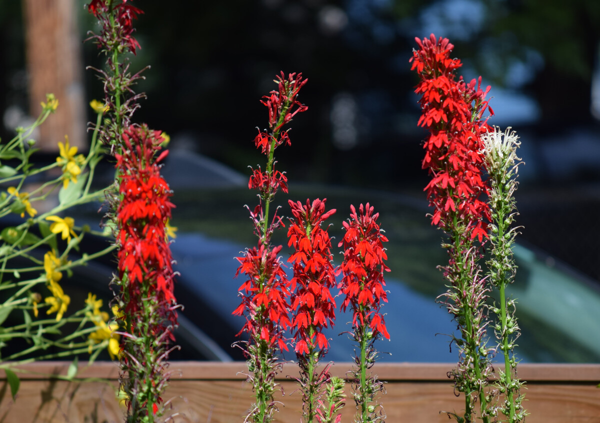 Cardinal Flower in bloom