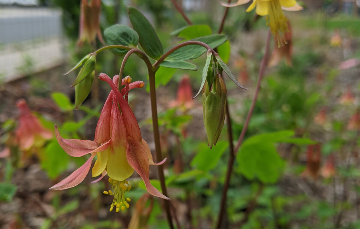 Flower on a Columbine plant