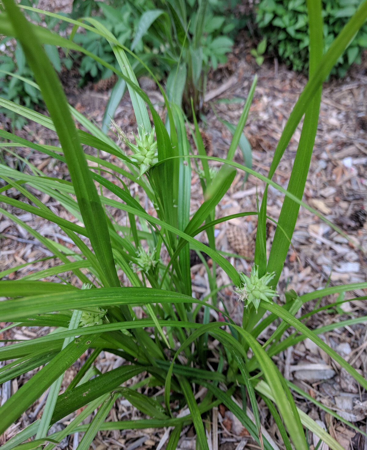 Gray's Sedge with seed pods