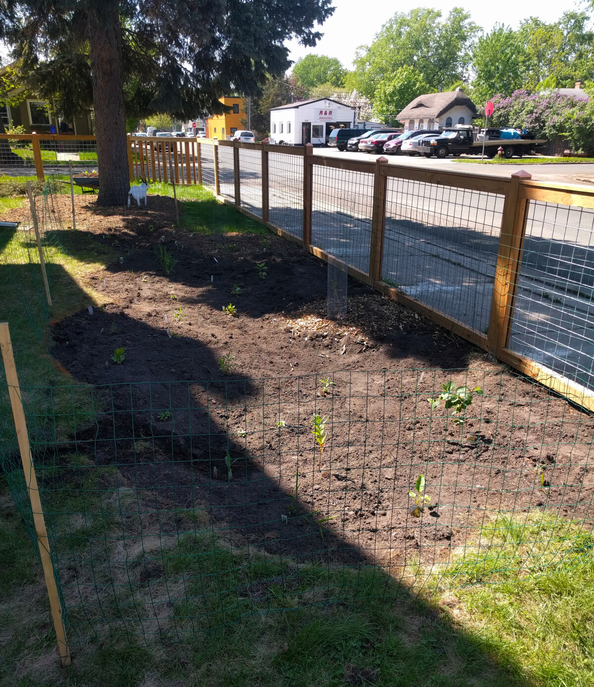 Rain garden with new plants