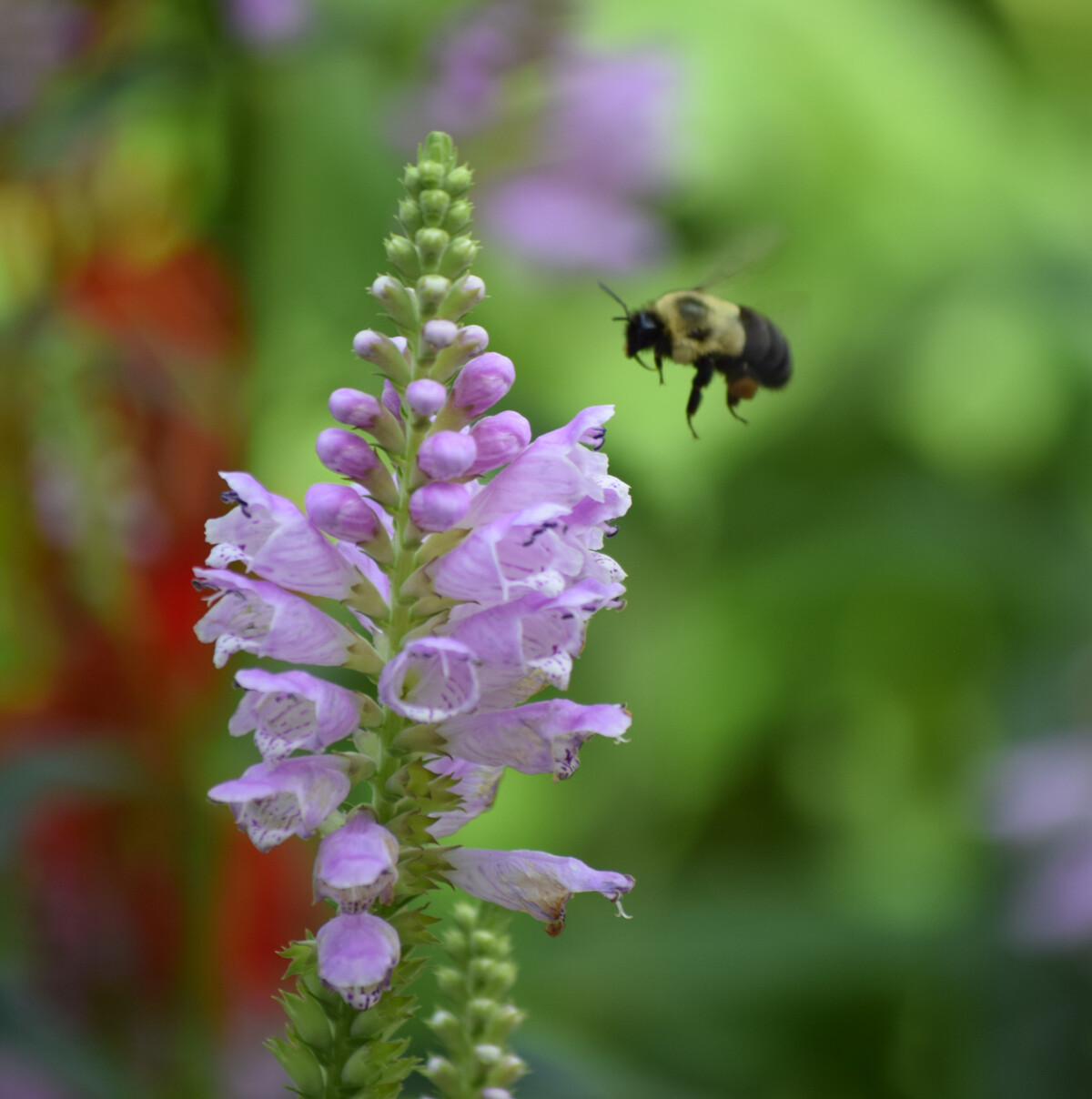 Bee approaching flowers of an Obedient Plant