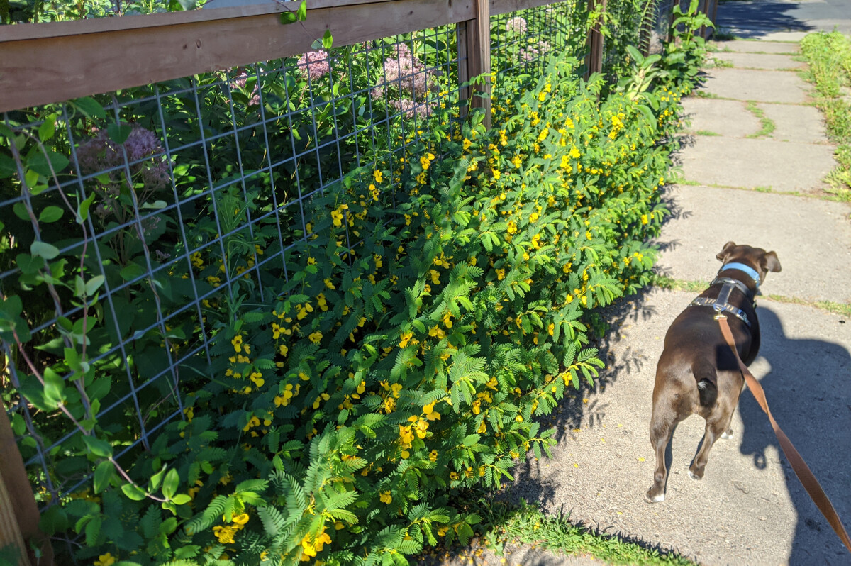 Partridge Pea growing along the edge of the sidewalk