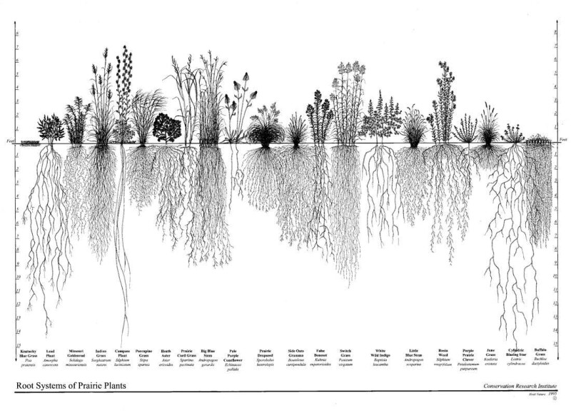 Drawing depicting a side-by-side comparison of the root systems of different prairie plants