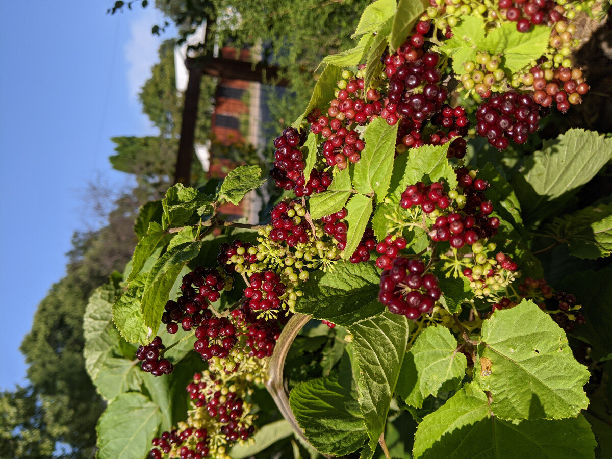 Berries on a Spikenard plant