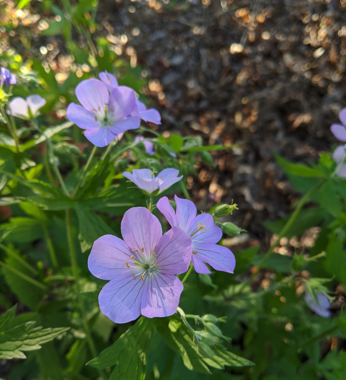 Flowering Wild Geranium