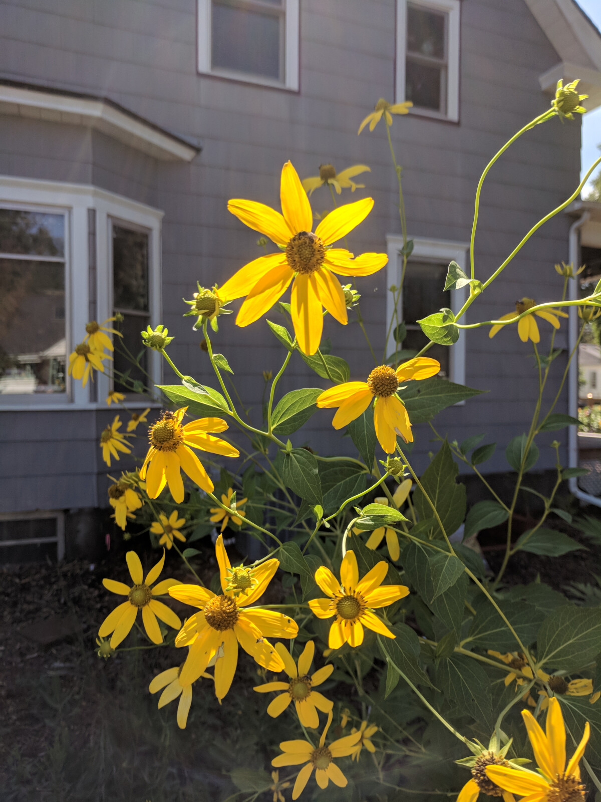 Flowers of the Wild Golden Glow plant